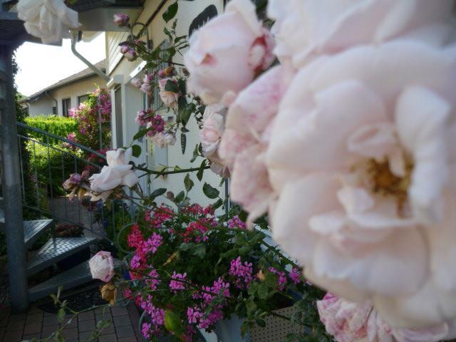 Gastehaus Rosengarten Im Nahetal Kirn Bagian luar foto